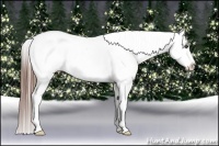 Horse Color:Black Snowflake VarnishRabicano Brindle