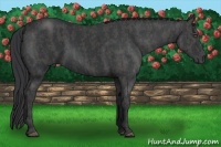 Horse Color:Black  Brindle