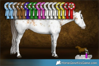 Horse Color:White Spotted Buckskin Sabino 
