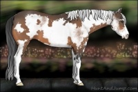 Horse Color:White Spotted Buckskin Sabino Frame 