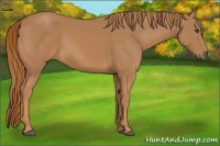 Horse Color:White Spotted Chestnut Sabino Frame 