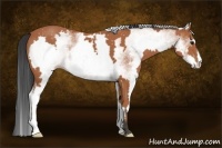 Horse Color:White Spotted Bay Sabino Frame