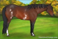 Horse Color:White Spotted Bay Sabino Frame