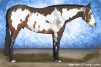 Horse Color:White Spotted Brown Sabino Frame 