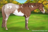 Horse Color:White Spotted Chestnut Sabino Frame 