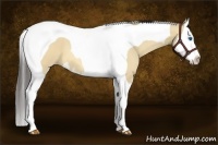 Horse Color:Amber Champagne Dun Splash Tobiano 