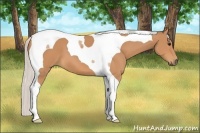 Horse Color:Silver Bay Tobiano 