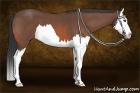 Horse Color:Bay Roan Splash