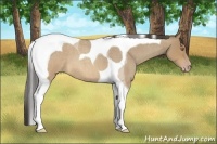 Horse Color:Sable Champagne Roan Tobiano