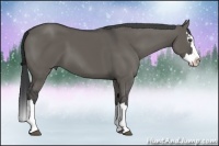 Horse Color:Grullo Sabino Splash 