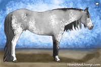 Horse Color:White Spotted Smoky Black Sabino 