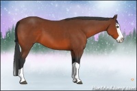 Horse Color:Bay Splash 