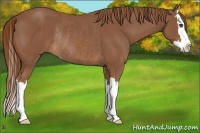 Horse Color:Chestnut Sabino Splash Rabicano