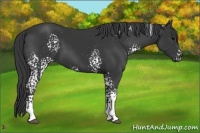 Horse Color:White Spotted Black