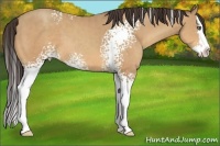 Horse Color:White Spotted Amber Champagne Splash 
