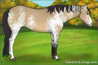 Horse Color:White Spotted Bay Dun