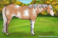 Horse Color:White Spotted Silver Bay 