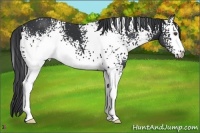 Horse Color:White Spotted Black 