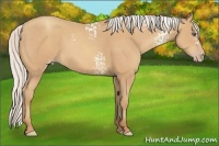 Horse Color:White Spotted Silver Amber Champagne Sabino