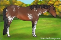 Horse Color:White Spotted Bay 