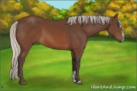 Horse Color:Silver Brown Sabino 