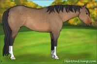 Horse Color:Bay Dun
