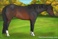 Horse Color:Brown 