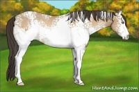 Horse Color:White Spotted Amber Cream Champagne Rabicano
