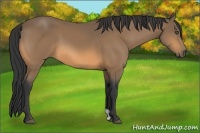 Horse Color:Buckskin