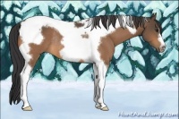 Horse Color:Buckskin Tobiano Frame Rabicano