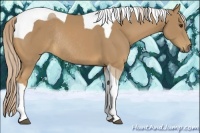 Horse Color:Palomino Tobiano Rabicano