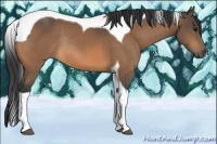 Horse Color:Buckskin Tobiano Rabicano
