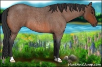 Horse Color:Bay Roan 