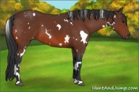 Horse Color:White Spotted Bay 