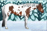 Horse Color:White Spotted Bay Tobiano