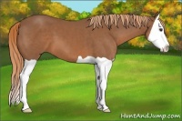 Horse Color:Chestnut Splash