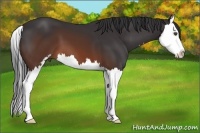 Horse Color:Brown Sabino Splash