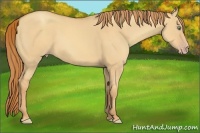 Horse Color:Gold Champagne Dun Sabino 