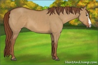 Horse Color:Red Dun Sabino Splash