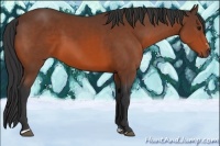 Horse Color:Bay Sabino 