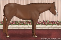 Horse Color:Chestnut Sabino Frame 