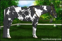 Horse Color:White Spotted Black 