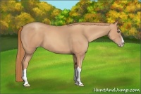 Horse Color:Gold Champagne Splash