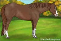 Horse Color:Chestnut Sabino Splash 