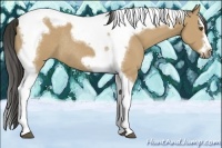 Horse Color:Buckskin Splash Tobiano Frame Rabicano 
