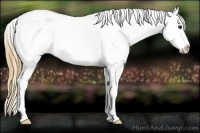 Horse Color:White Spotted Buckskin Splash Tobiano Appaloosa Rabicano 