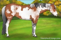 Horse Color:White Spotted Bay Frame Rabicano