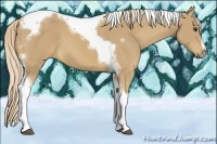 Horse Color:Palomino Splash Tobiano Frame Rabicano