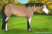 Horse Color:Bay Dun Sabino Splash Frame 