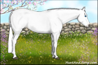 Horse Color:Gray White Spotted Black Splash Appaloosa 